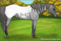 Horse Color:Blue Roan Snowcap 