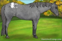 Horse Color:Blue Roan Varnish Rabicano 