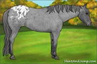 Horse Color:Blue Roan Appaloosa 