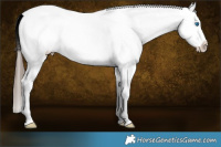 Horse Color:White Spotted Liver Red Dun Splash 
