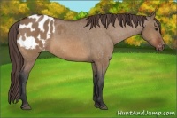 Horse Color:Bay Dun Appaloosa 