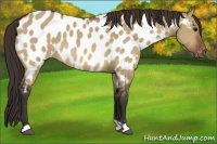 Horse Color:Bay Dun Near Leopard 