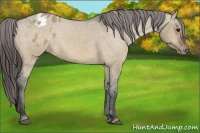 Horse Color:Bay Dun Appaloosa 