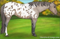 Horse Color:Bay Dun Appaloosa 