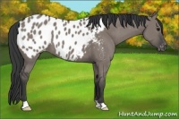 Horse Color:Grullo Near Leopard