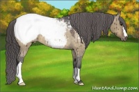 Horse Color:Brown Dun Near Fewspot Brindle 