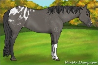 Horse Color:Grullo Appaloosa 