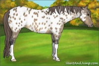 Horse Color:Buckskin Dun Blanket 