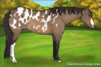 Horse Color:Bay Dun Appaloosa 