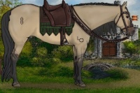 Horse Color:Brown Dun 