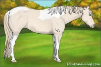 Horse Color:Perlino Tobiano 