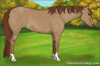 Horse Color:Red Dun 