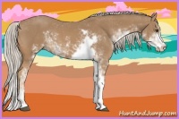 Horse Color:Palomino Sabino 