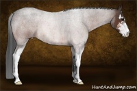 Horse Color:Brown Roan Sabino 
