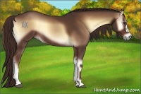 Horse Color:Red Onyx Rabicano