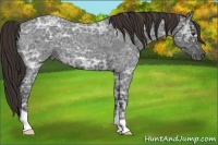 Horse Color:Liver Red Ice Roan