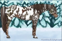 Horse Color:Liver Chestnut Appaloosa 