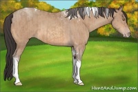 Horse Color:Amber Champagne Sabino Tobiano and Amber Champagne Sabino Tobiano