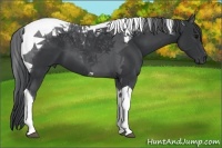 Horse Color:Black Tobiano 