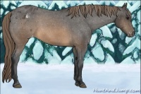 Horse Color:Buckskin Sabino Appaloosa 