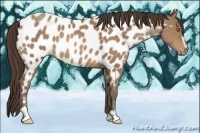Horse Color:Sable Champagne Sabino Appaloosa