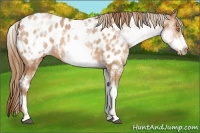 Horse Color:White Spotted Bay Pearl Frame Appaloosa 