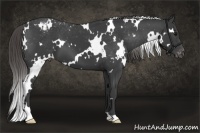 Horse Color:White Spotted Smoky Black Varnish 
