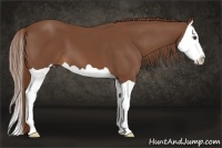 Horse Color:Chestnut Splash 