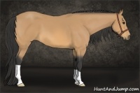 Horse Color:Buckskin 