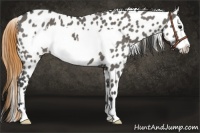 Horse Color:Smoky Grullo Frame Appaloosa 