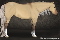 Horse Color:Silver Bay Dun 
