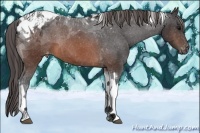 Horse Color:Brown Tobiano Appaloosa