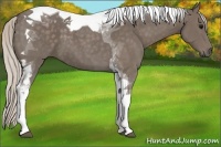 Horse Color:Silver Black Tobiano 