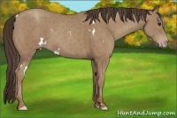 Horse Color:White Spotted Classic Champagne 