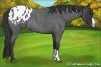 Horse Color:Blue Roan Appaloosa 