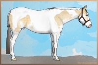 Horse Color:Buckskin Sabino Splash Tobiano 
