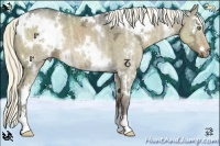Horse Color:White Spotted Liver Red Dun Ice Sabino