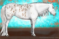 Horse Color:Brown Dun Appaloosa and Silver Brown Dun Appaloosa