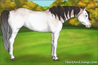 Horse Color:White Spotted Bay Ice Splash 