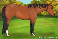 Horse Color:Bay Frame 