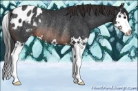 Horse Color:Brown Splash Appaloosa Rabicano 