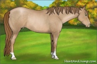 Horse Color:Liver Chestnut Pearl Rabicano 