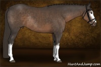Horse Color:White Spotted Liver Chestnut Rabicano 