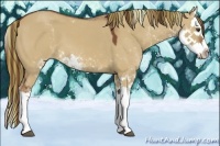 Horse Color:Painted Red Dun Sabino Splash 
