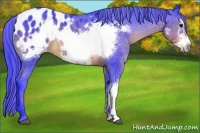 Horse Color:Watercolor Brown Frame Appaloosa Rabicano 