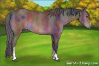 Horse Color:Nacre Brown Rabicano 