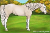 Horse Color:Palomino Pearl Sabino Splash