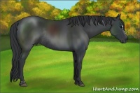 Horse Color:Black Sabino Rabicano 