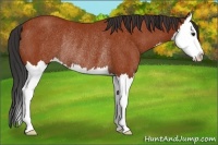 Horse Color:Bay Splash Rabicano