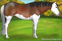Horse Color:Brown Splash